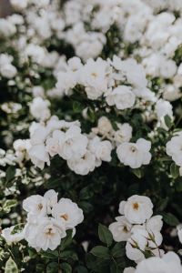 Kaboompics - White rose