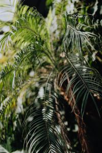 Kaboompics - Tropical palm trees in a botanical garden