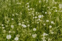 Kaboompics - Dandelions in green grass