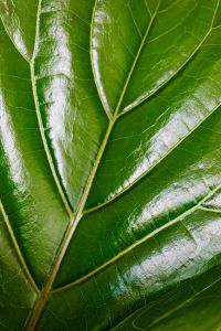 Kaboompics - Green leaf - macro - ficus