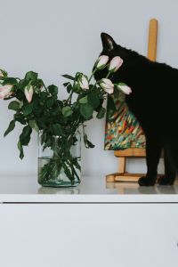 Kaboompics - Black cat with flowers and a painting
