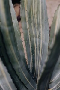 Kaboompics - Mixed cacti and succulents