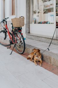 Kaboompics - A little dog on a leash in front of the store