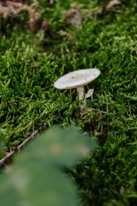 Kaboompics - Fungo - funghi - mushroom - moss