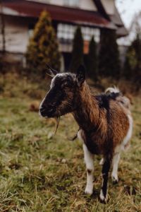 A cute brown goat on pasture