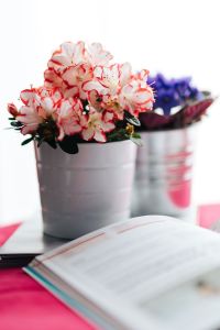 Kaboompics - Pink and purple flowers with a book