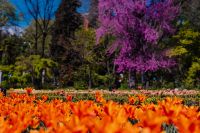 Kaboompics - Orange tulips flowers & blossoming Jacaranda mimosifolia tree