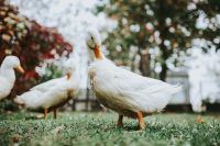 Kaboompics - White ducks on the grass