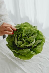 Kaboompics - Fresh green lettuce background