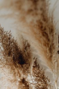 Kaboompics - Pampas Grass In A Vase