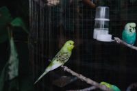 Kaboompics - Cute colorful budgies in cage