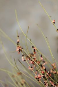 Kaboompics - Dried flowers and grasses