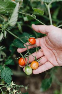 Kaboompics - Cherry tomatoes grow on a plant in the garden