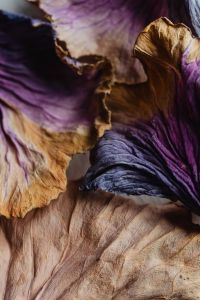 Kaboompics - Dried purple cabbage leaves - background - wallpaper