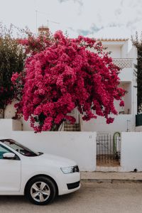 Kaboompics - Pink bougainvillea flowers against the traditional Portuguese white house