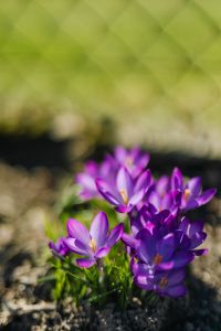 Kaboompics - Purple crocuses blooming in spring