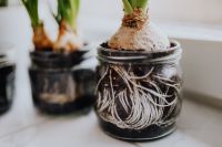 Kaboompics - Hyacinths and Muscari planted in jars